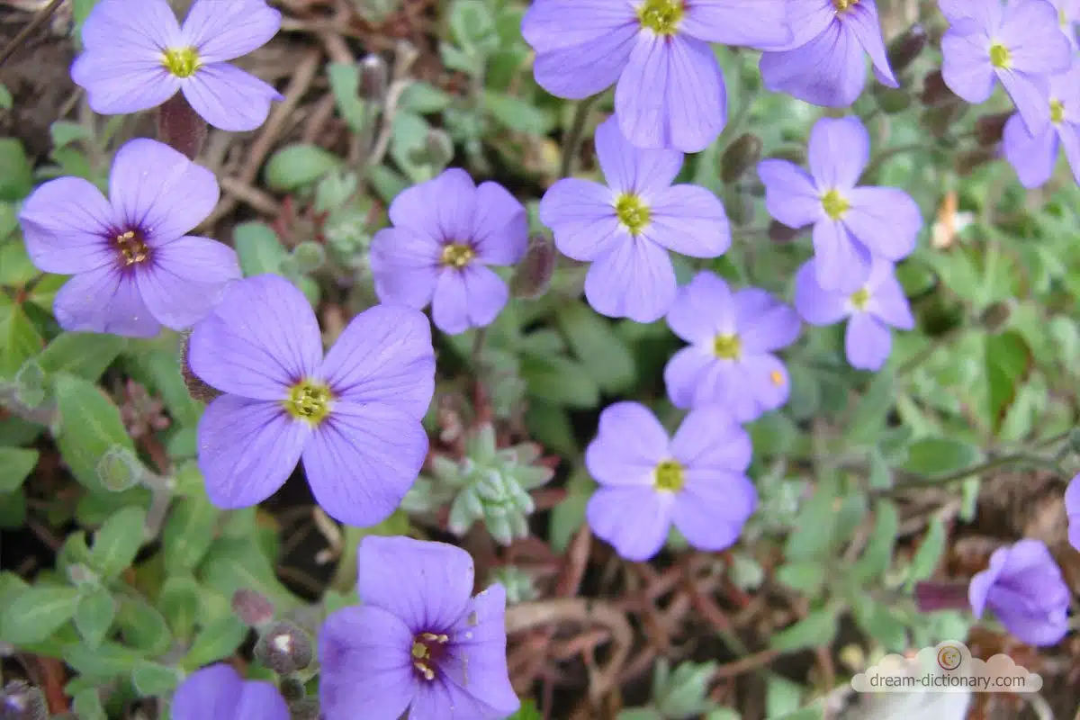 dream meaning Periwinkle