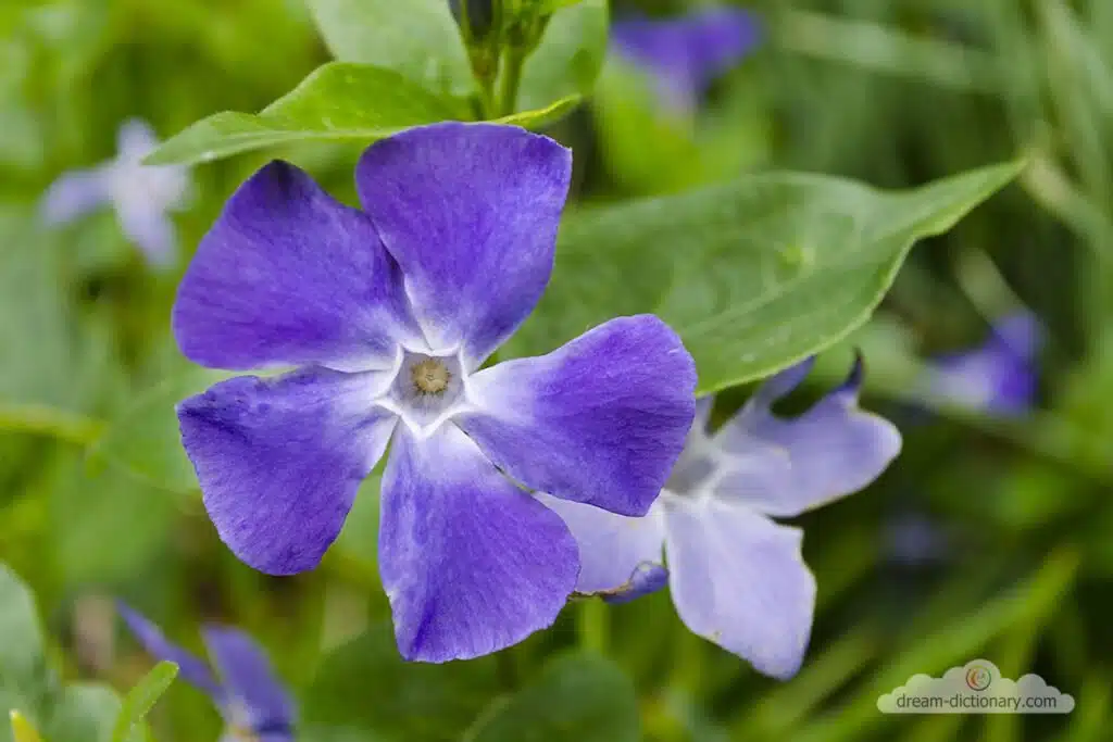 Periwinkle 5 Giving Periwinkles to Someone Else