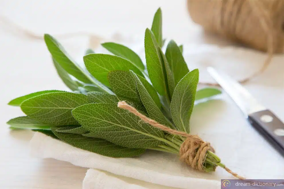 Sage Dream meaning