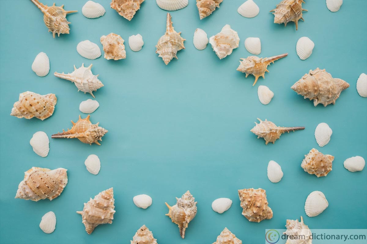 Scallop Dream meaning