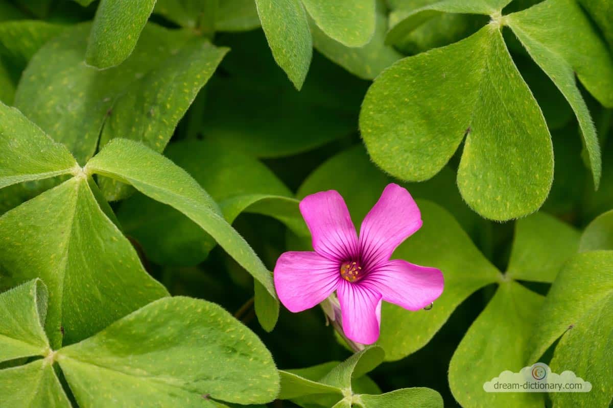 dream meaning Sorrel